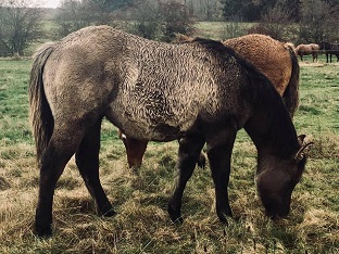 quarter horse ranch fondation