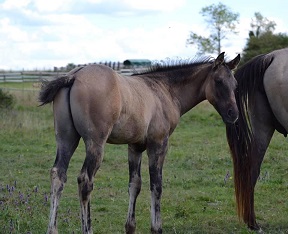 quarter horse ranch fondation