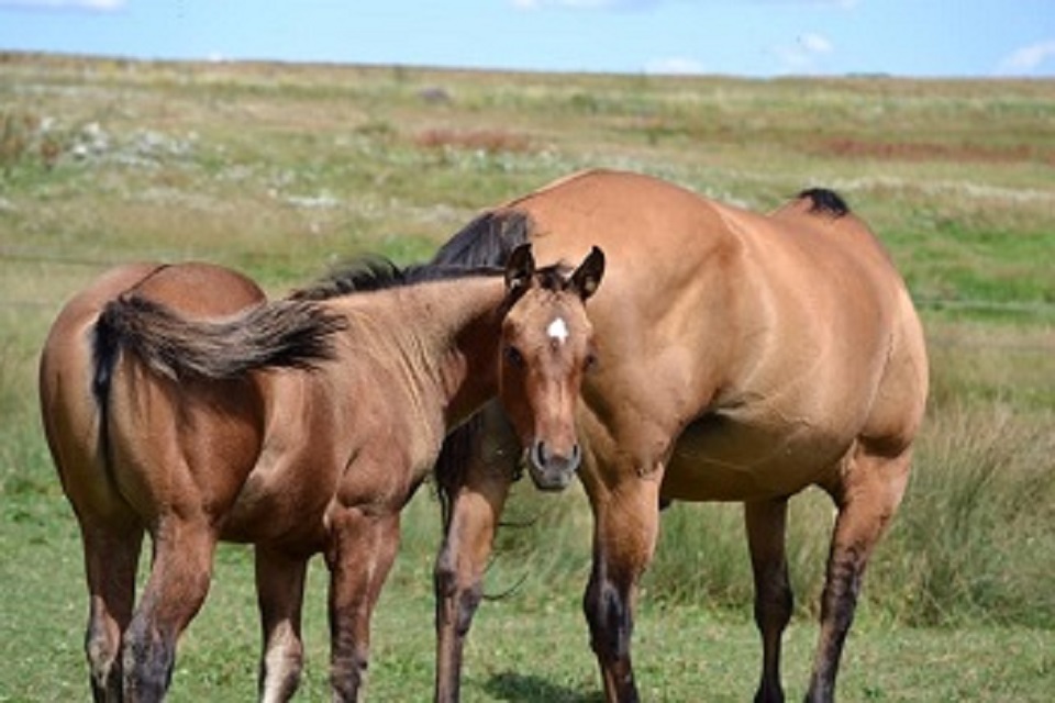 Pouliche quarter horse ranch nfqha dun