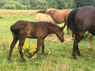 Pouliche quarter horse black