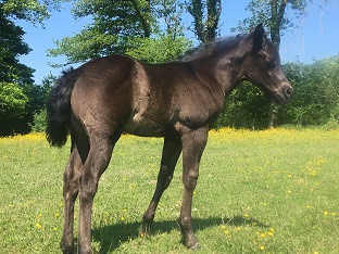Pouliche quarter horse black