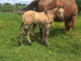 quarter horse grullo roan fondation