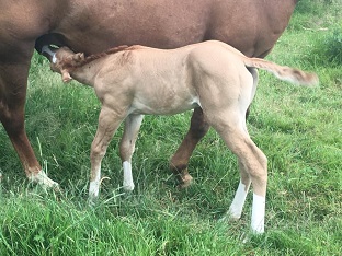 quarter horse ranch red dun