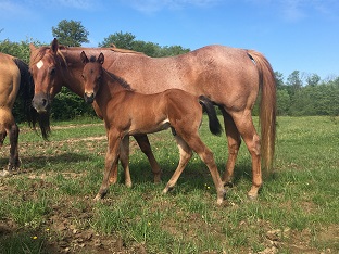 quarter horse ranch bay