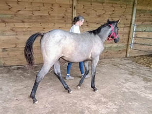 quarter horse ranch blue roan