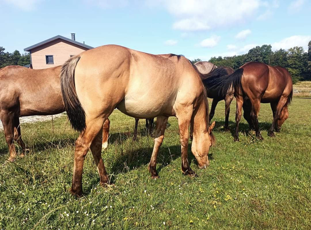 quarter horse ranch dun