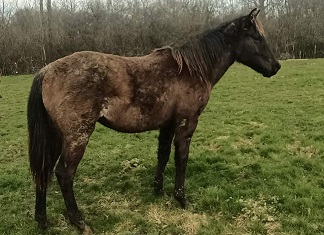 quarter roan