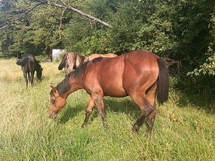 Pouliche quarter horse cow sense