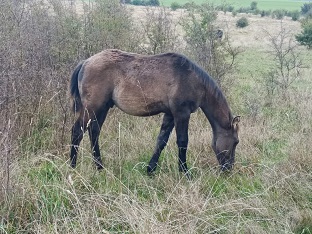 quarter horse ranch grullo