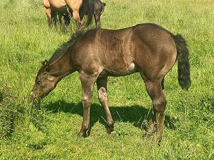 Pouliche quarter horse black