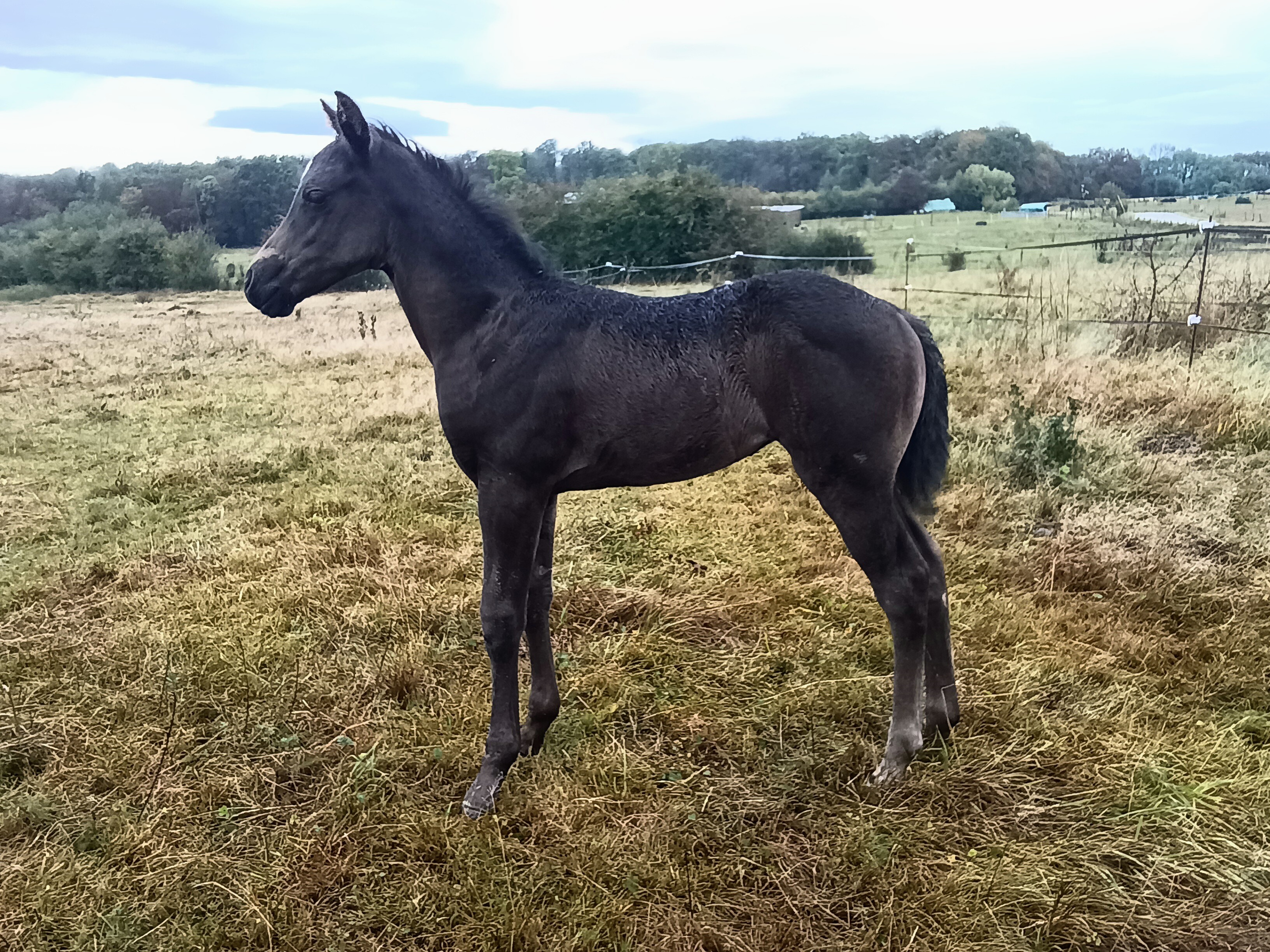 pouliche quarter horse black