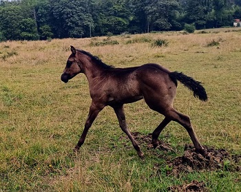 Pouliche quarter horse black