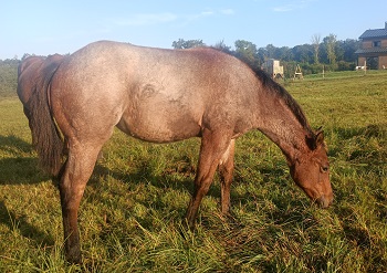 pouliche quarter horse bay roan