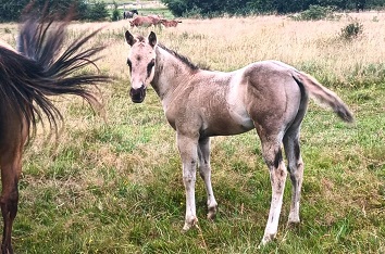 quarter horse ranch grullo
