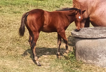 pouliche quarter horse bay 