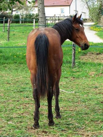 foundation dun stallion