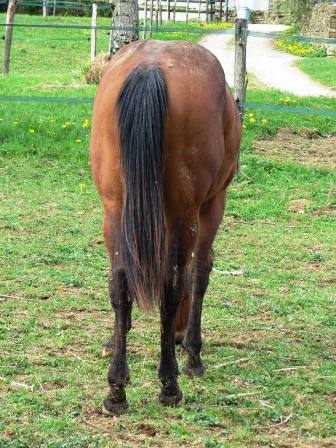 nfqha dun colt