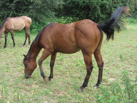 quarter horse dun