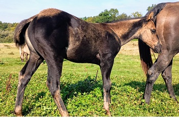 quarter horse working cow black