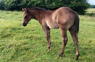 quarter horse ranch black