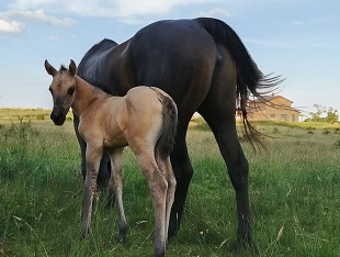 pouliche quarter horse grullo ranch cutting