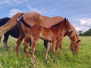 quarter horse ranch bay roan