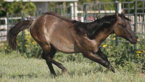 quarter horse cutting grullo