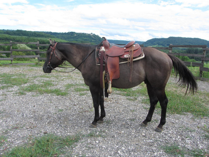 etalon quarter horse fondation grullo