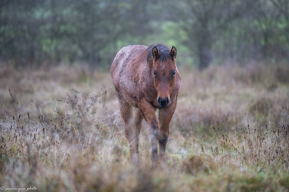 quarter horse fondation