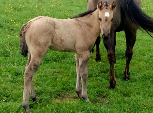 quarter horse grullo fondation